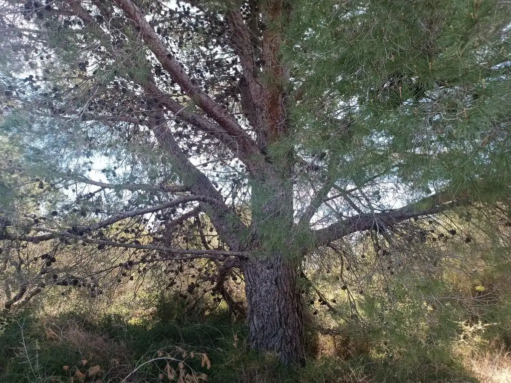 Jardí de Nau industrial en venda en Canet lo Roig