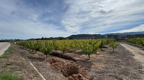 🌿 Finca rústica en plena producción  única a tan solo 1,5 km de Cehegín – ideal para chalet legal o casas rurales, immagine 5