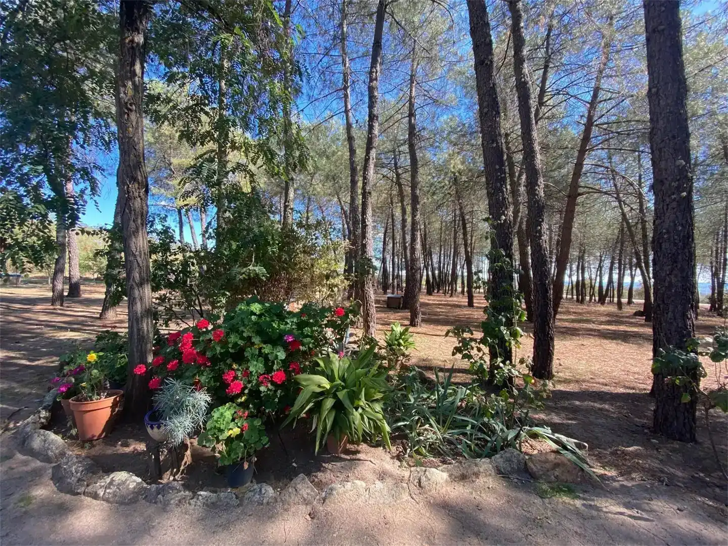 Garden of Land for sale in Alía