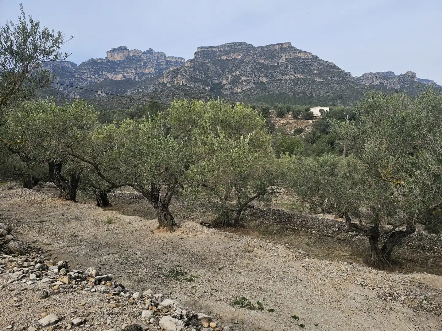 Rural land for sale in Roquetes, imagen 19