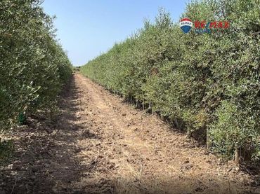 Terreno rustico in vendita a Alange