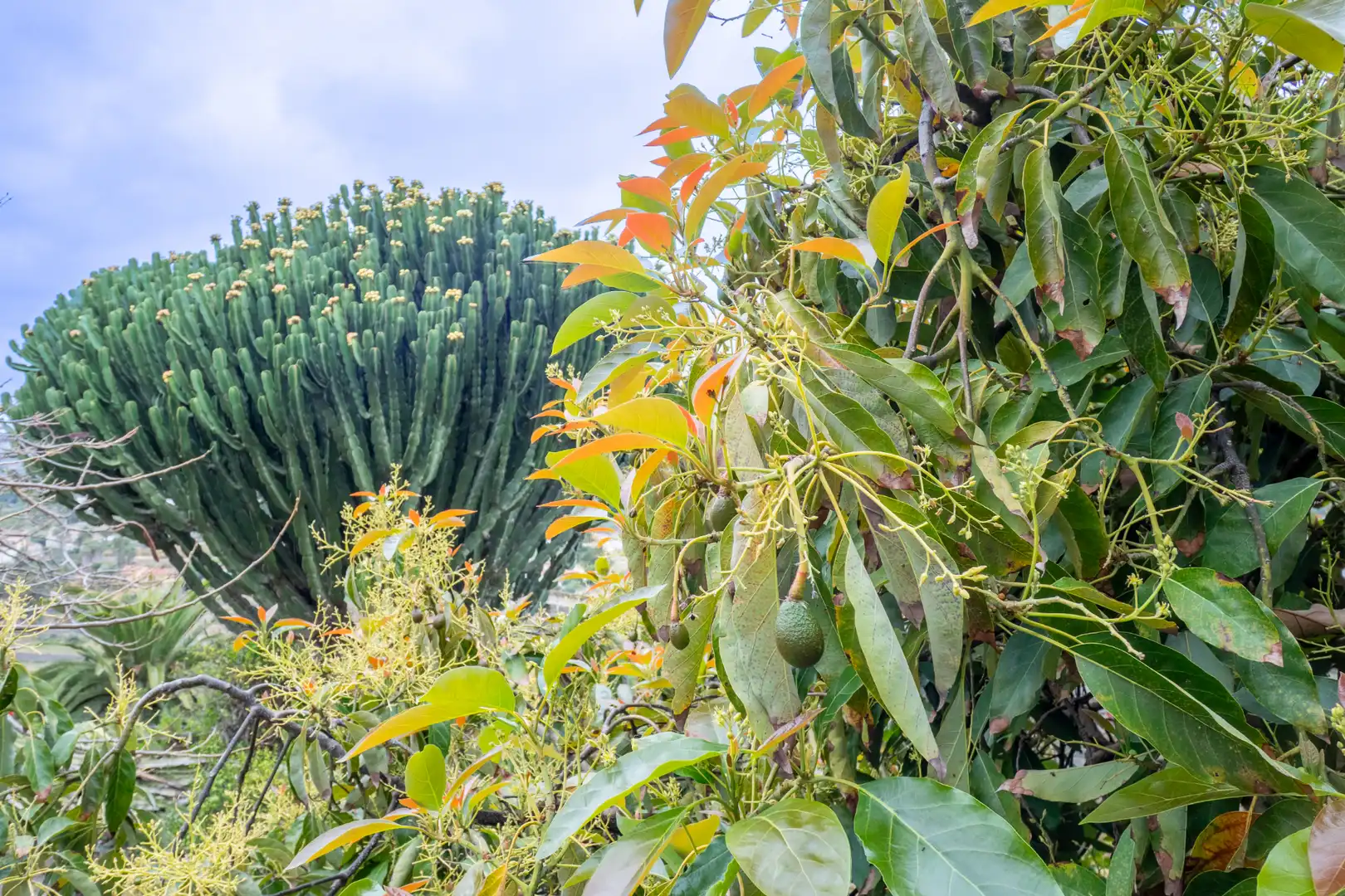 Jardín de Casa o chalet en venta en Santa Brígida con Jardín privado, Terraza y Trastero