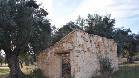 Finca rústica con maset a rehabilitar y olivos
