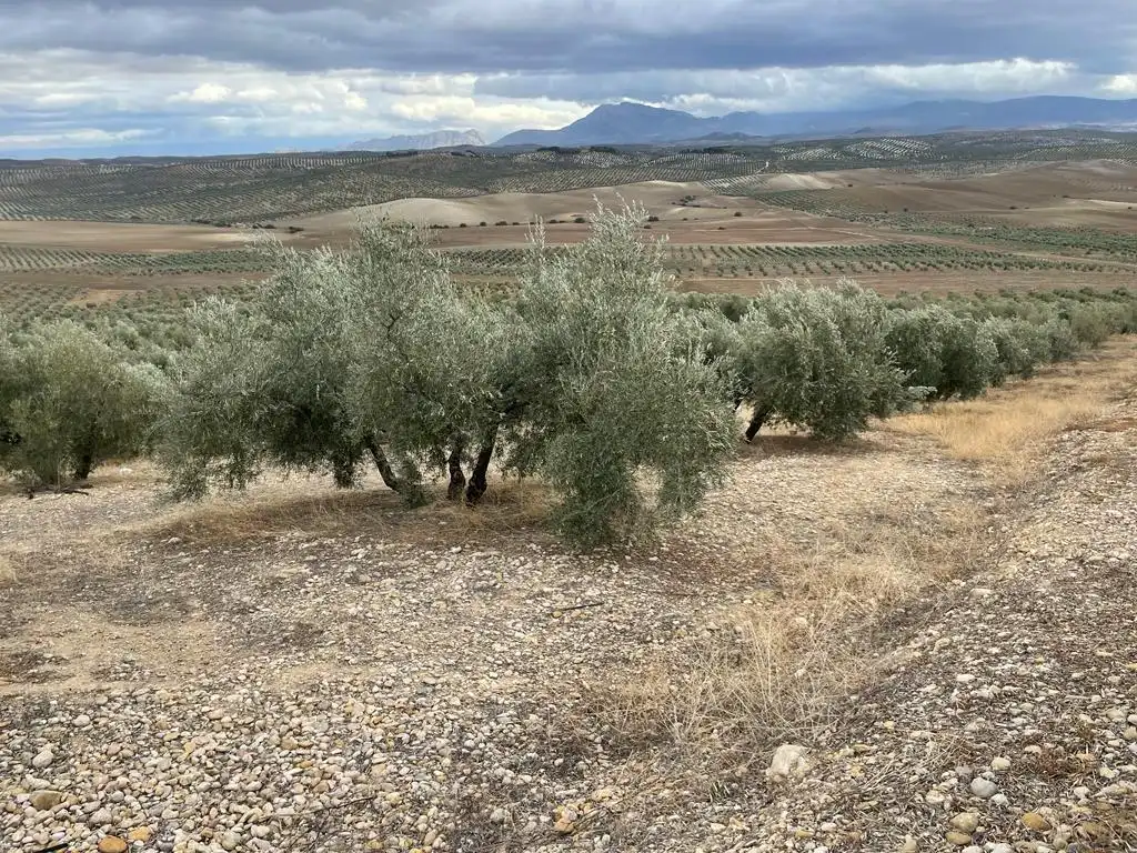 Land for sale in San Ildefonso - Catedral