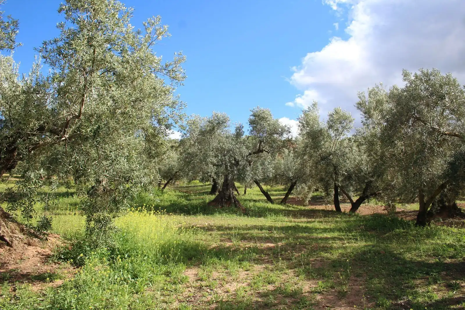 Terreno rustico in vendita a Calicasas, imagen 12