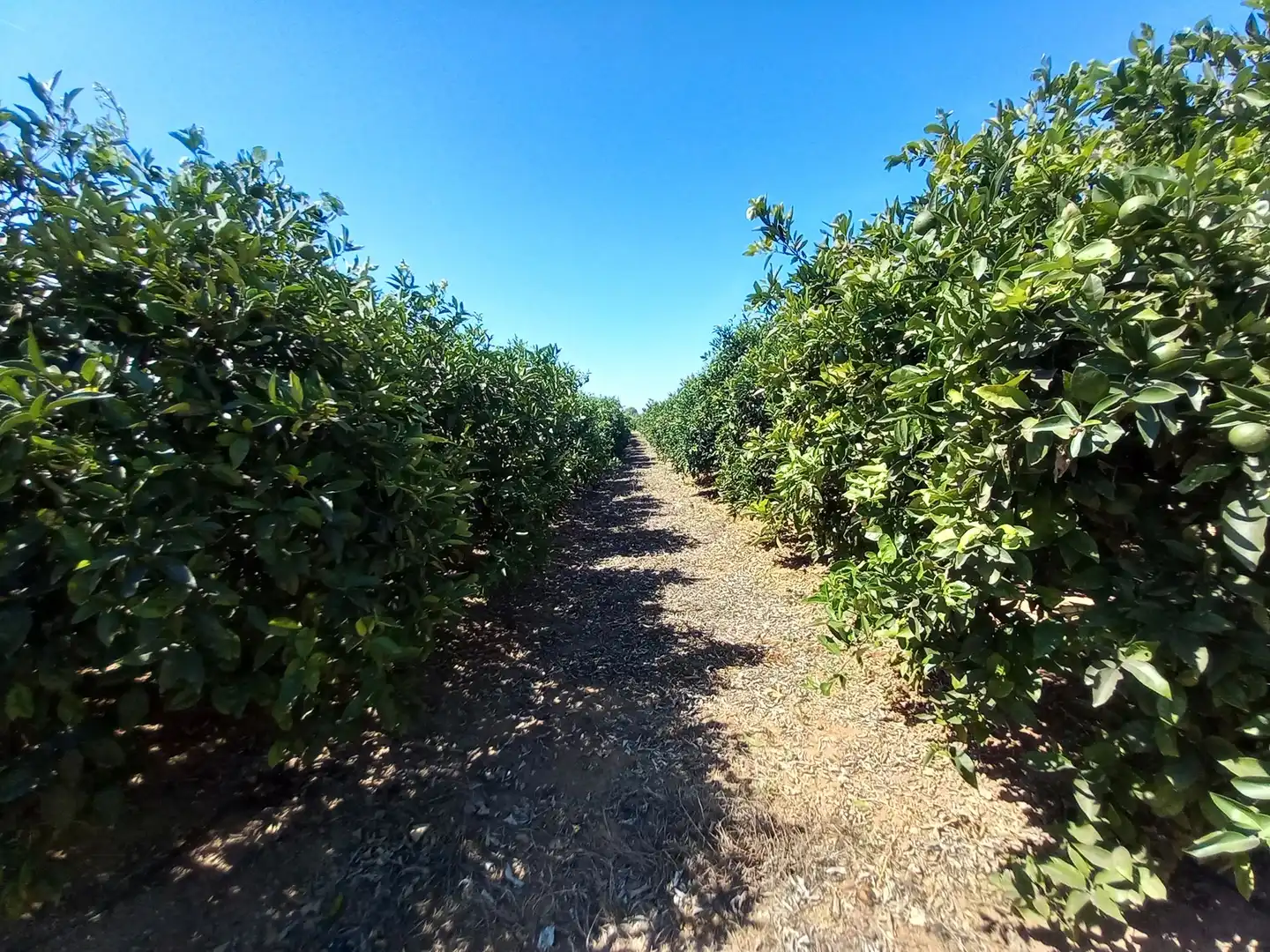 Exterior view of Land for sale in Vinaròs