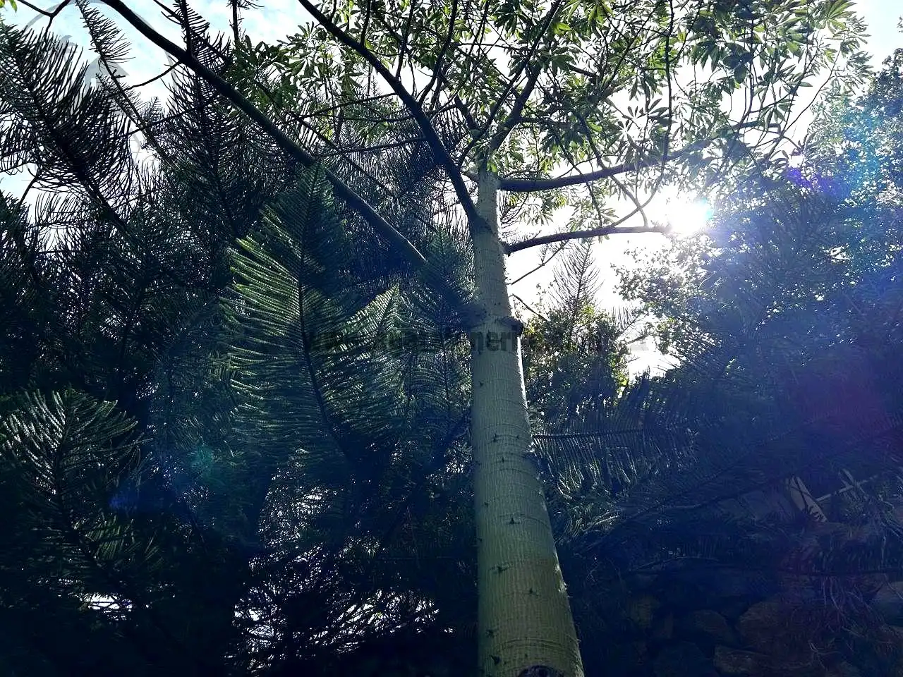 Vista exterior de Finca rústica en venta en Vallehermoso con Aire acondicionado, Calefacción y Jardín privado