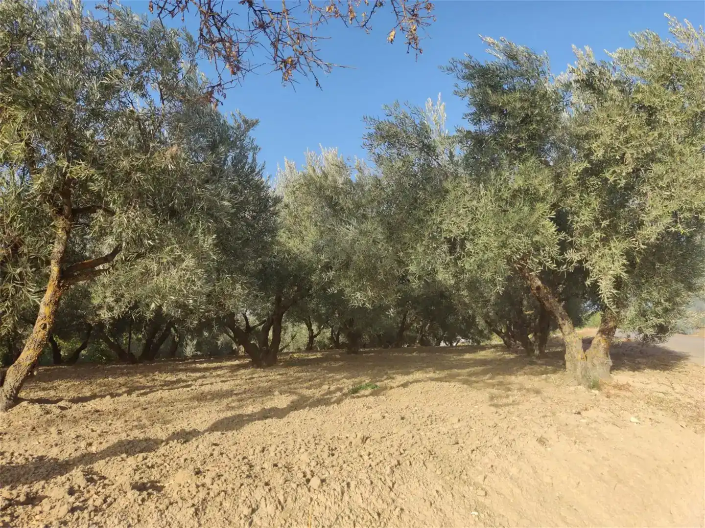Grundstücke zum Verkauf in Ronda