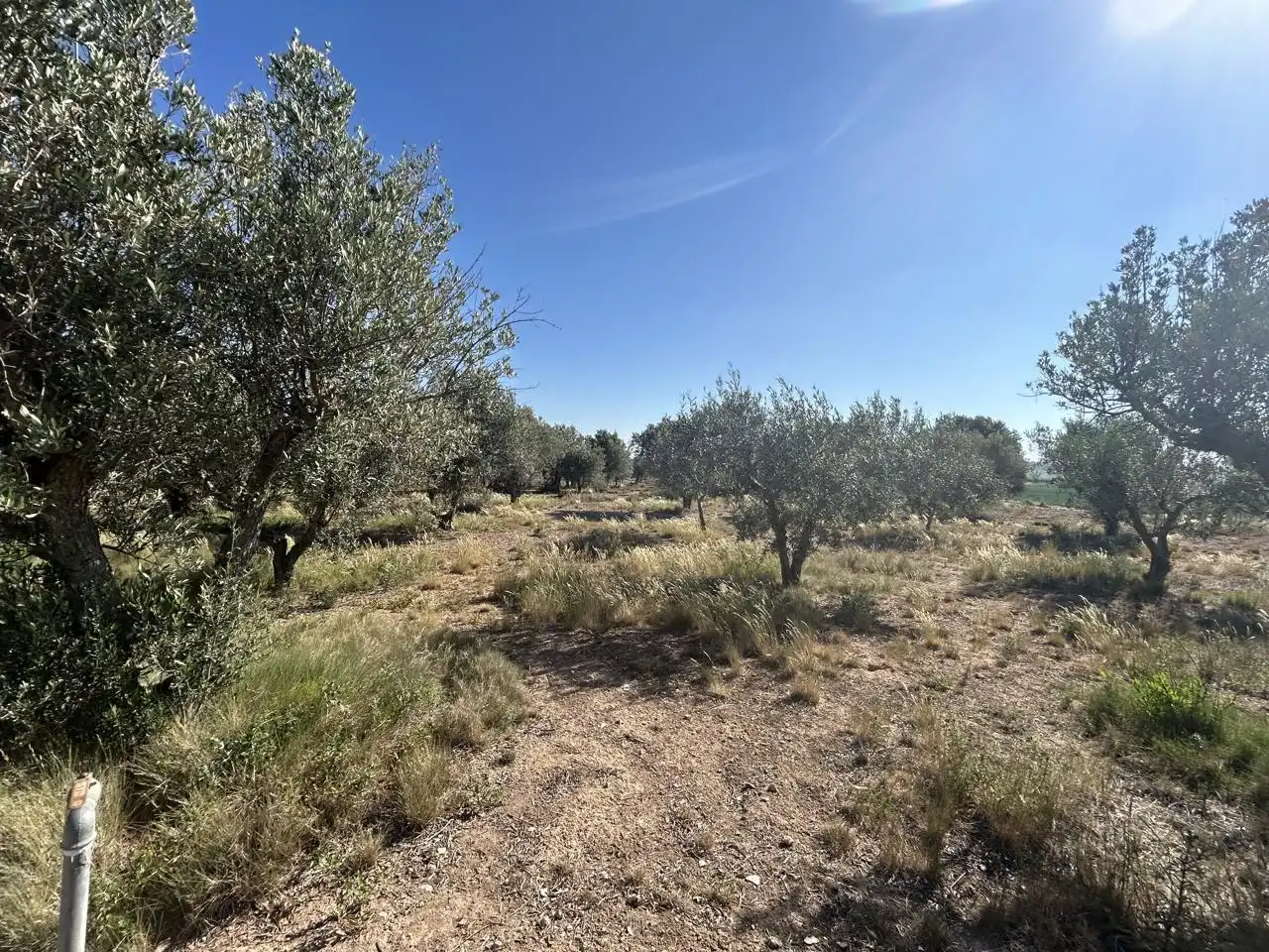 Finca rústica en venta en Ablitas