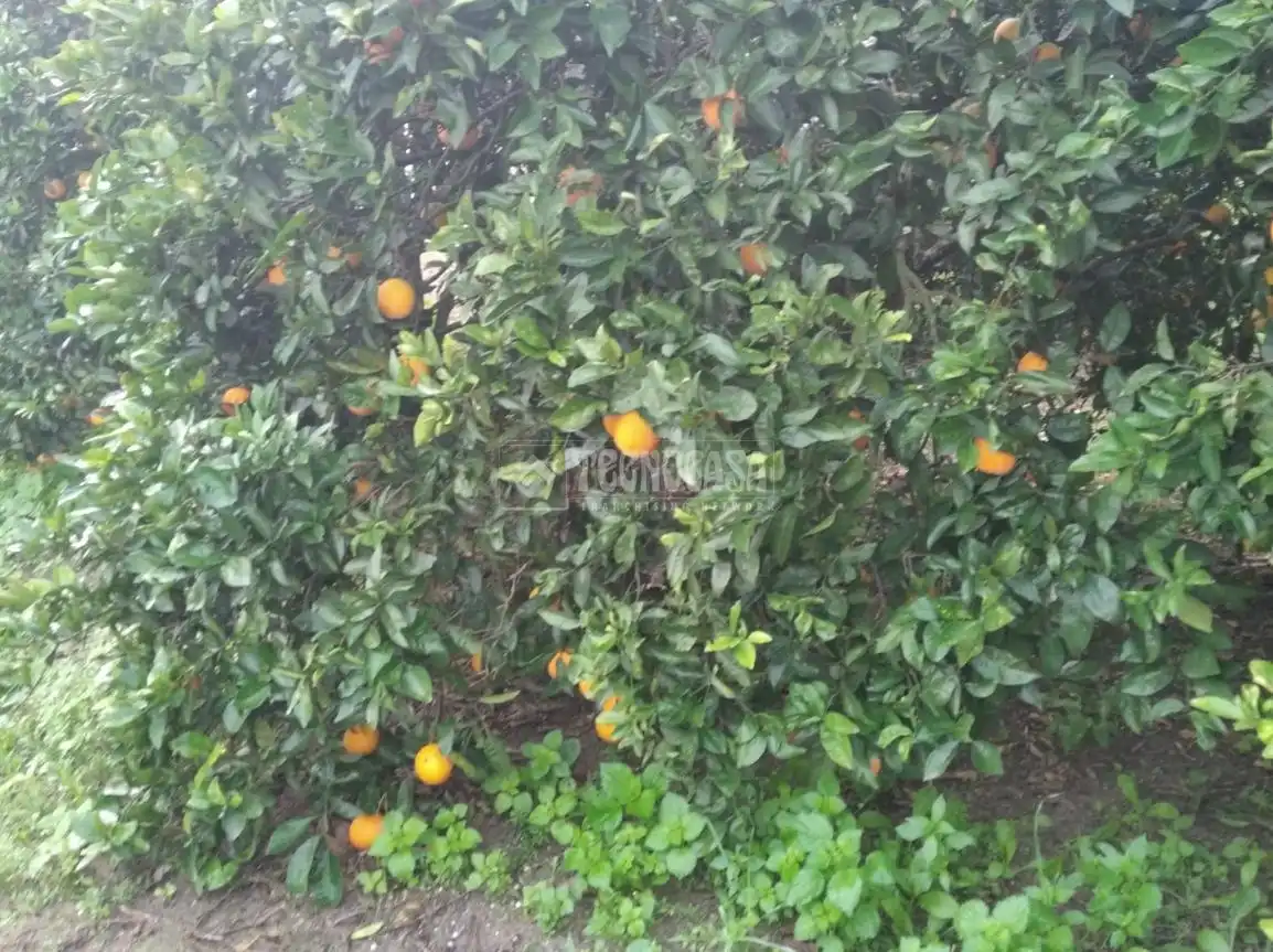Terreno rustico in vendita a Barbate ciudad, imagen 8