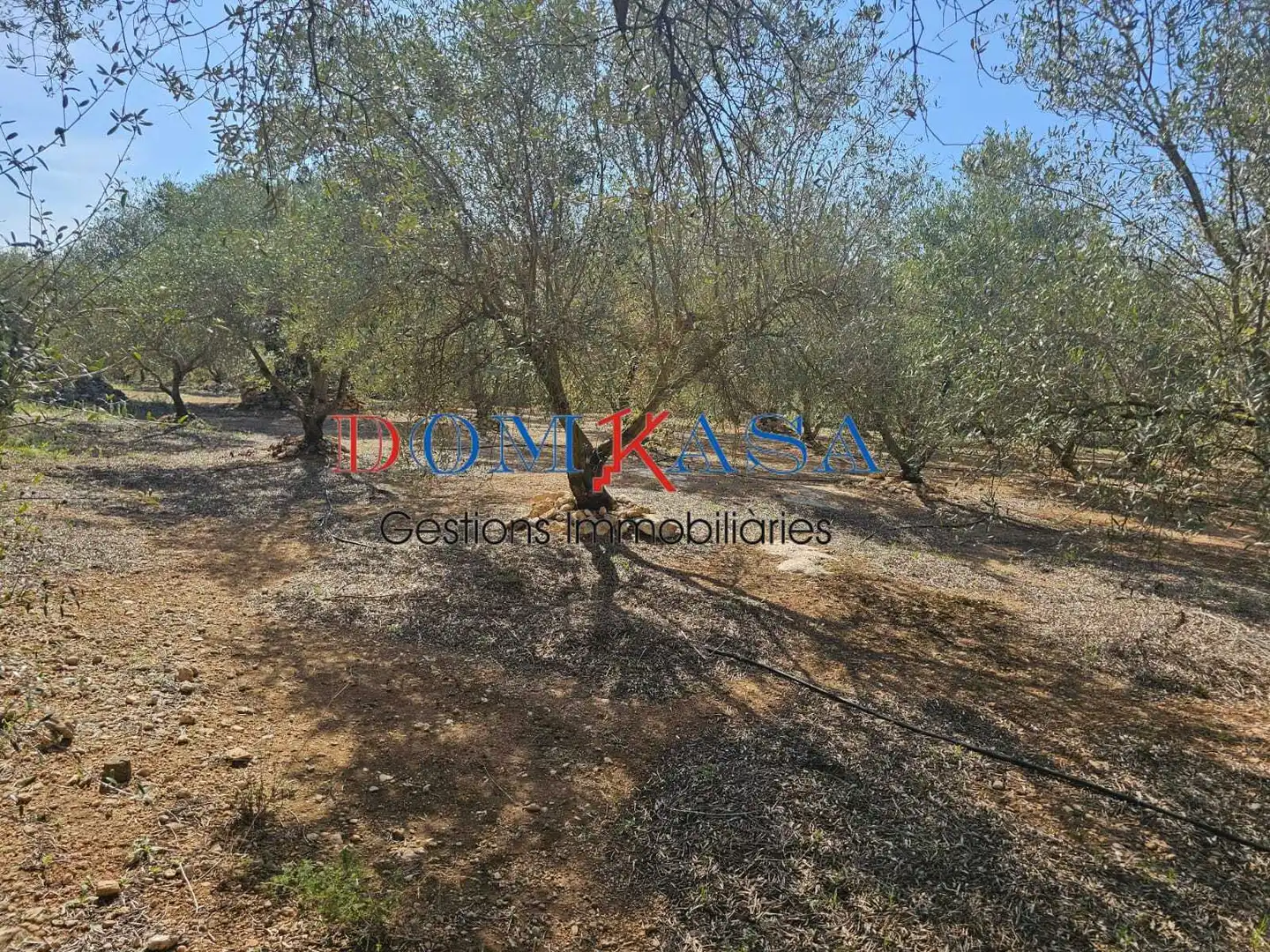 Rural land for sale in Roquetes, imagen 11