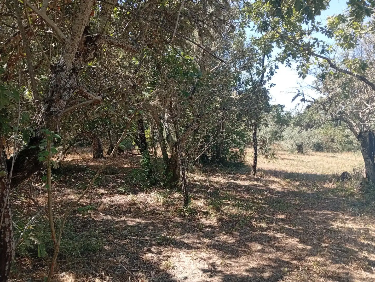 Terreni e lotti in vendita a Villanueva de la Vera, imagen 14