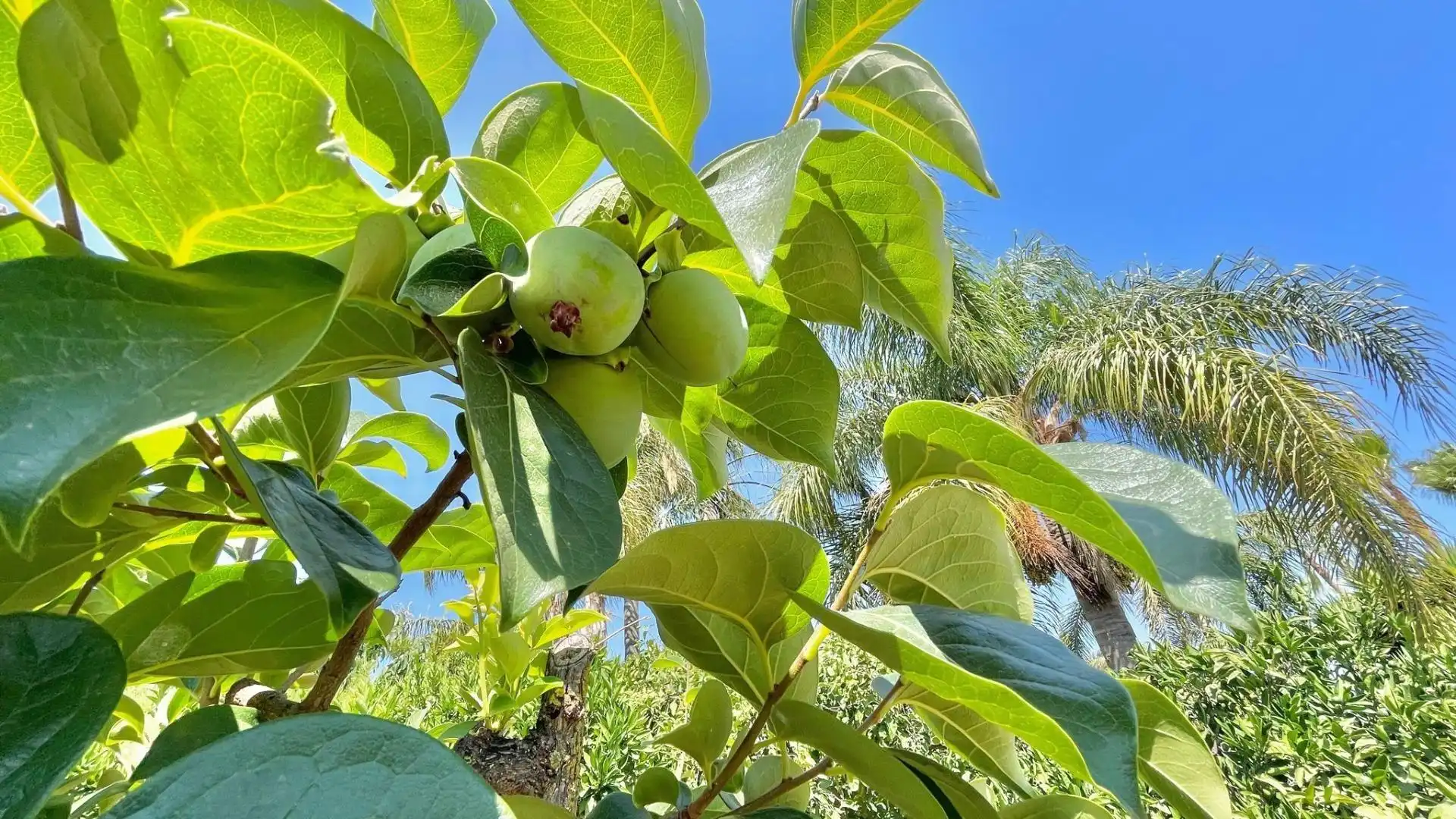 Jardí de Casa o xalet en venda en Alhaurín de la Torre amb Aire condicionat, Jardí privat i Terrassa