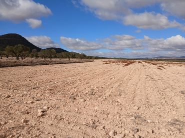 Terreno rustico in vendita a Yecla