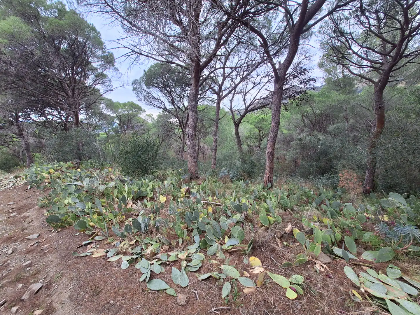 Rural land for sale in El Port de la Selva, imagen 4