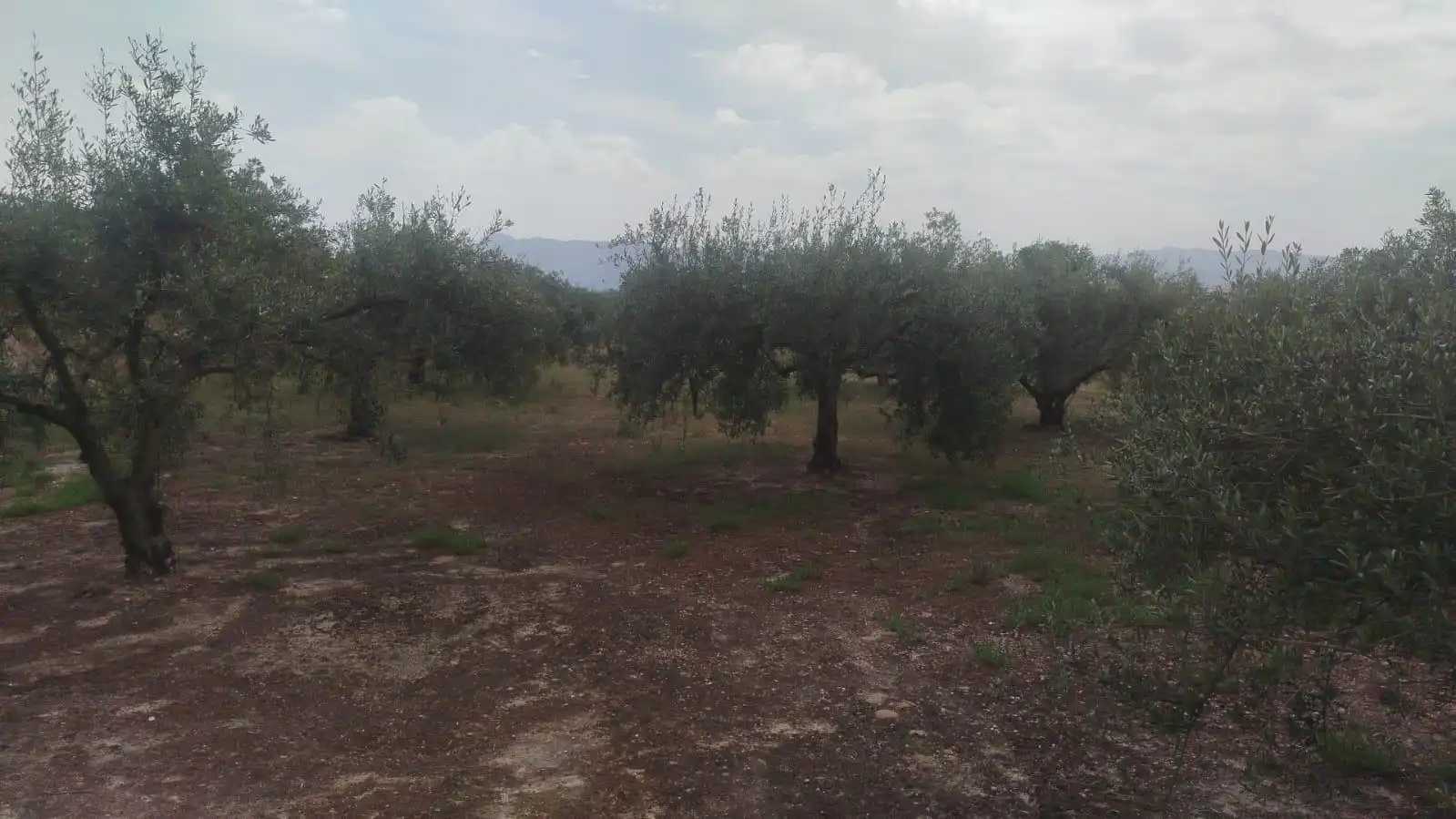 Terreno residencial en venta en L'Olleria, imagen 5