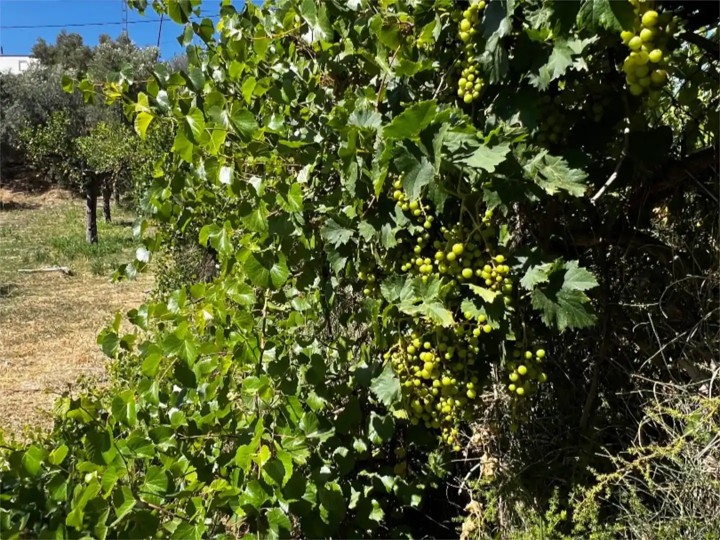 Garden of Country homes for sale in Álora  with Air Conditioner, Swimming Pool and Balcony