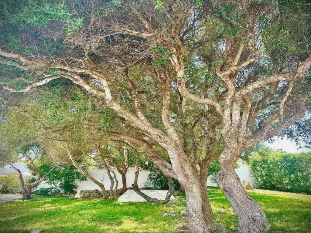 Chalet en venta en Son Vilar - Trepucó, imagen 5