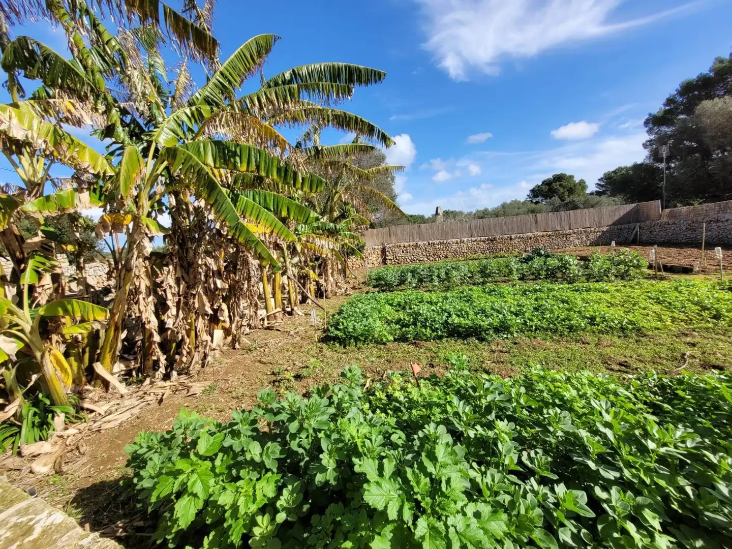 Jardí de Finca rústica en venda en Maó - Mahón amb Aire condicionat, Calefacció i Terrassa