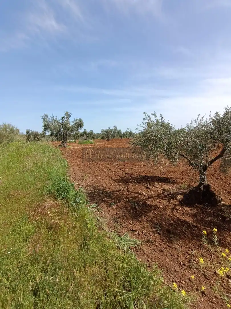 Finca rústica en venta en Almendralejo con Terraza, Trastero y Piscina