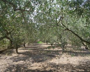 Jardí de Casa o xalet en venda en Alforja amb Traster