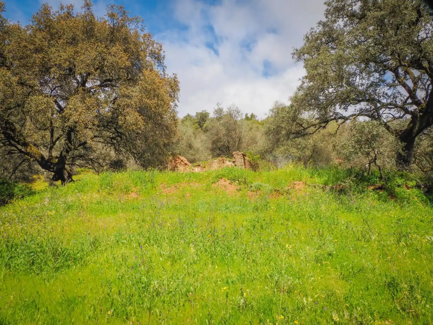 Land for sale in Linares de la Sierra