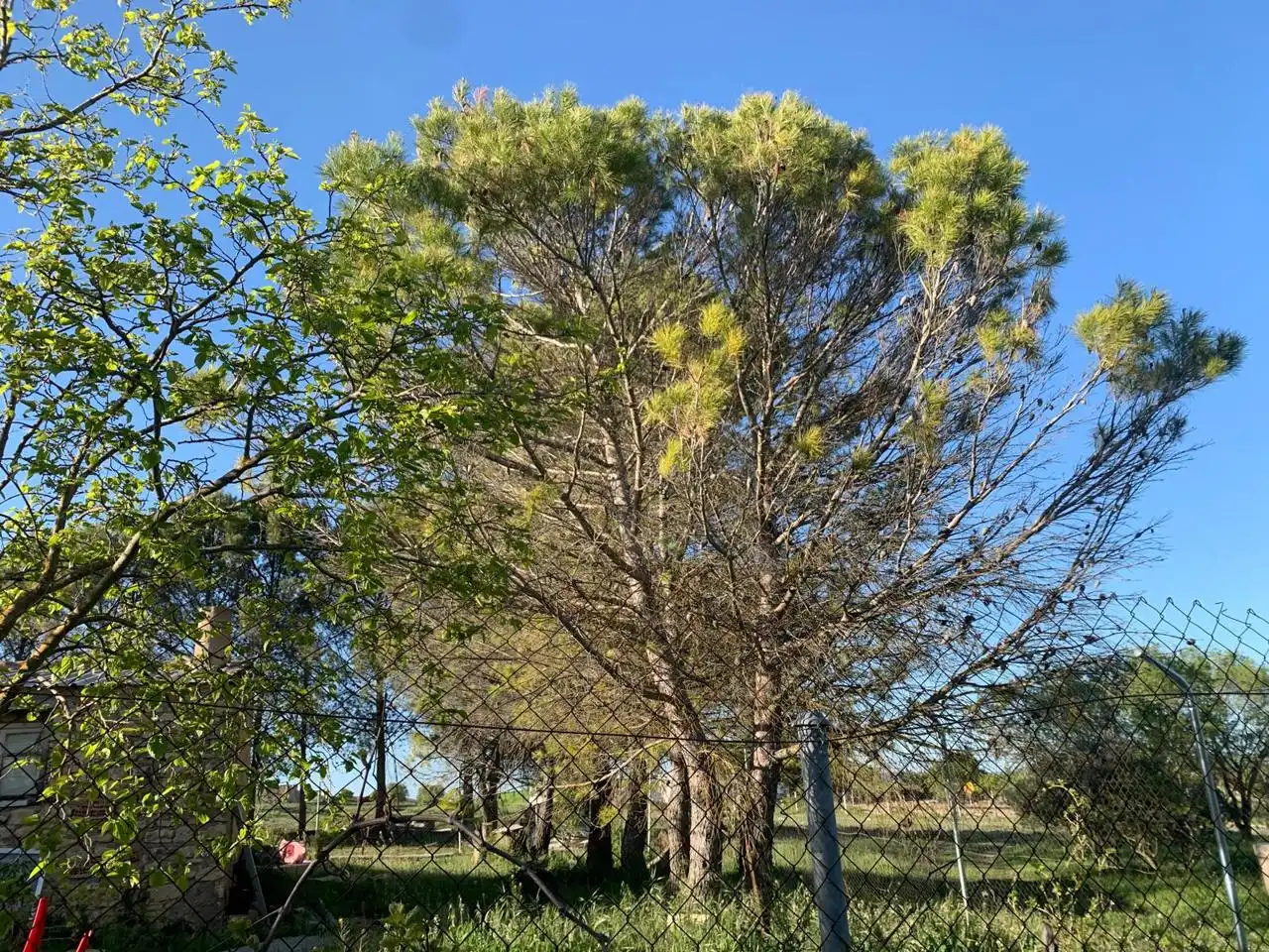 Terreni e lotti in vendita a Carrascosa, imagen 18