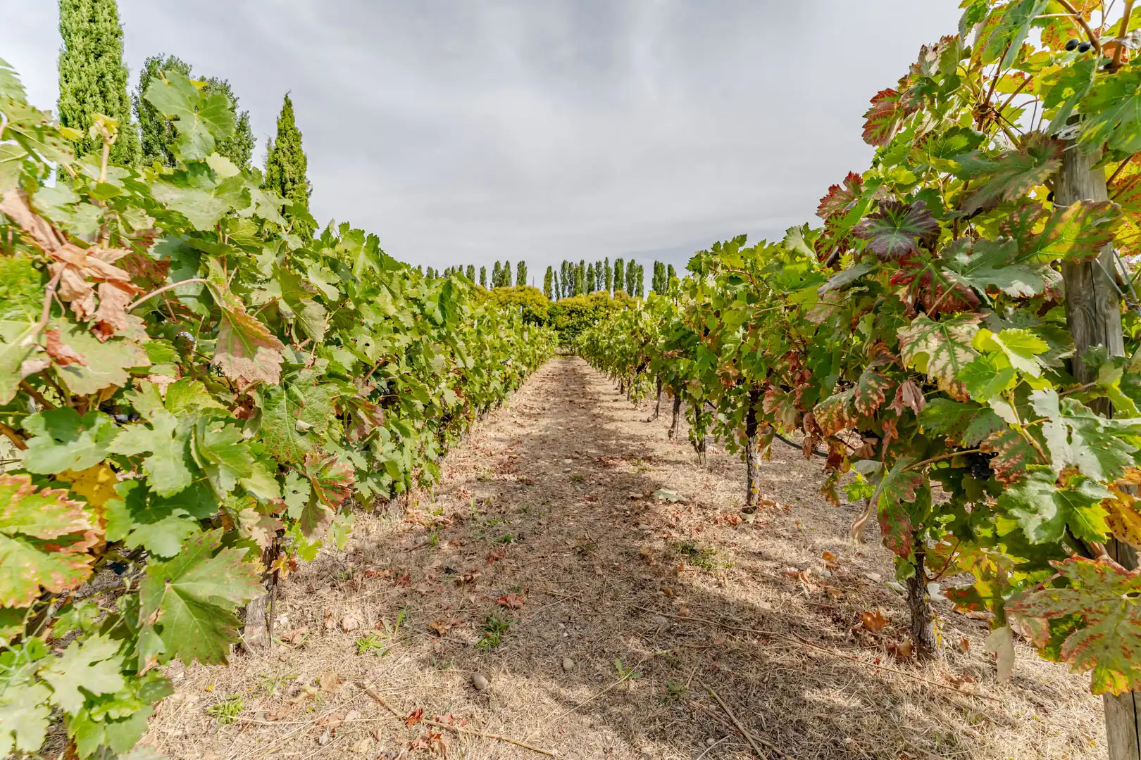 Finca rústica en venta en Laguna de Duero con Aire acondicionado, Calefacción y Jardín privado