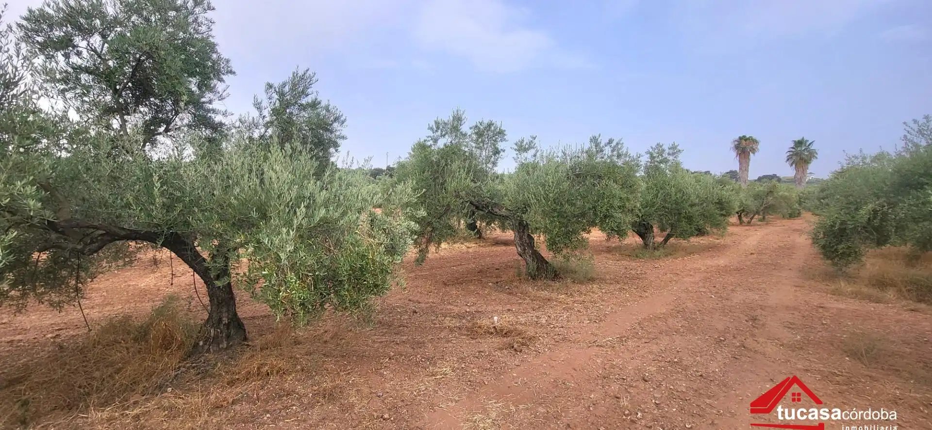 Grundstücke zum Verkauf in Montoro