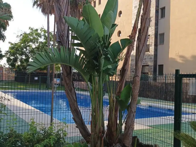 Pis amb piscina en venda a Calle Misioneras Concepcionistas 7, imagen 25