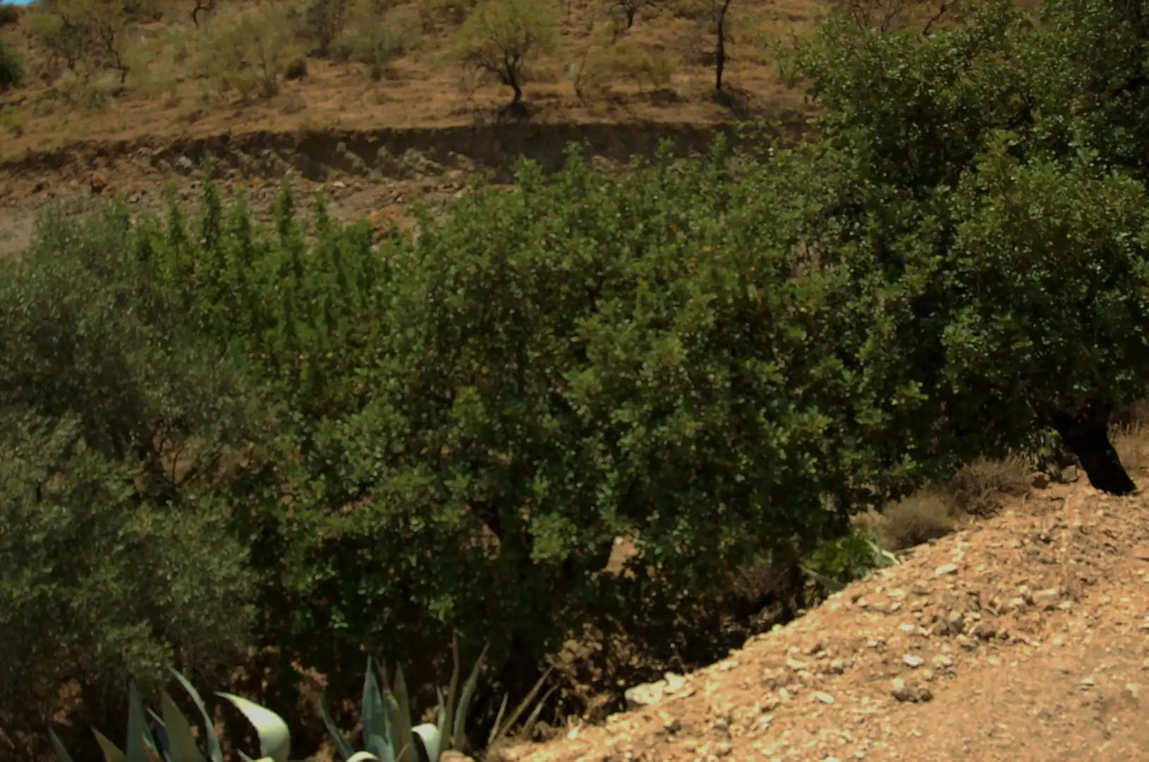 Jardí de Residencial en venda en Cártama