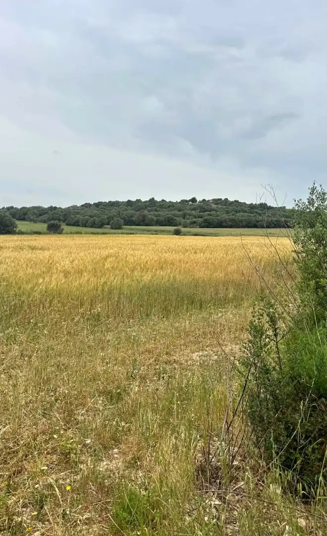 Terreno en venta en Vilafranca de Bonany