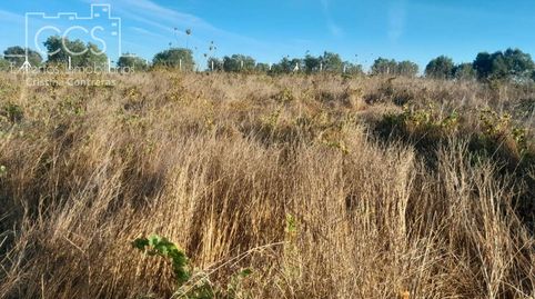 Foto 5 de Terreno en venta en Almonte ciudad, Almonte