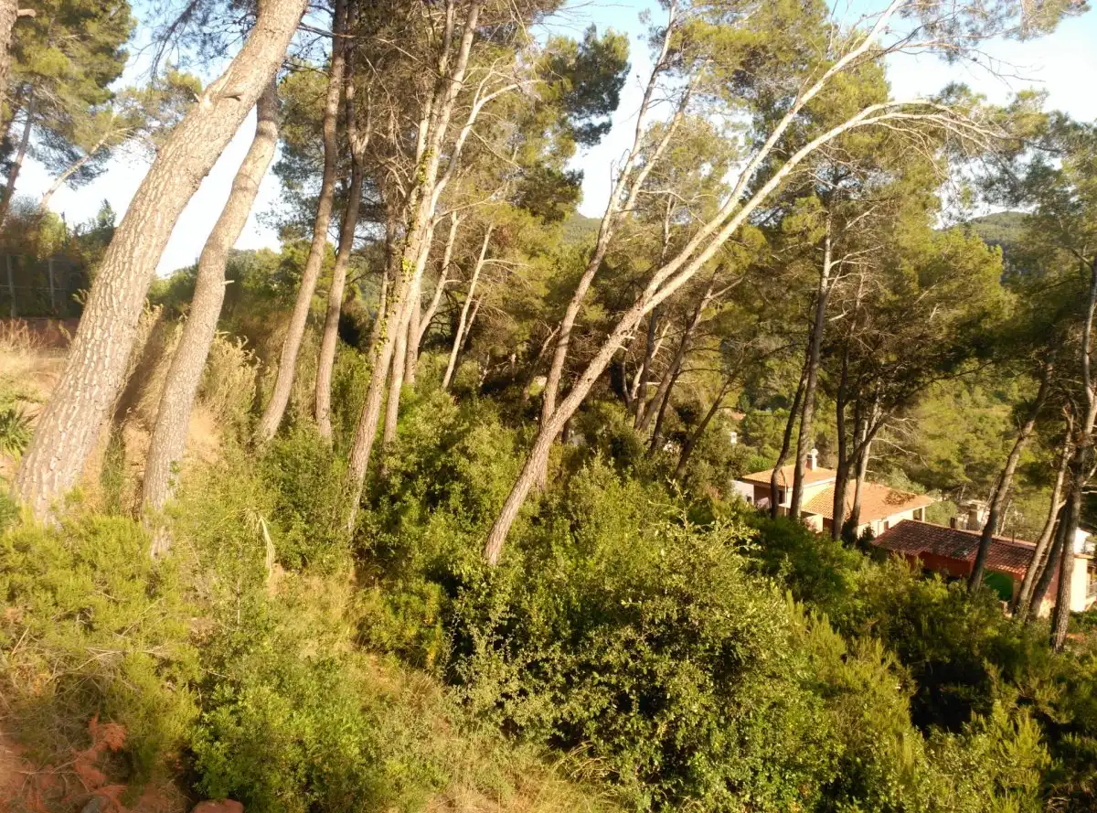 Terreni e lotti in vendita a Corbera de Llobregat, imagen 39
