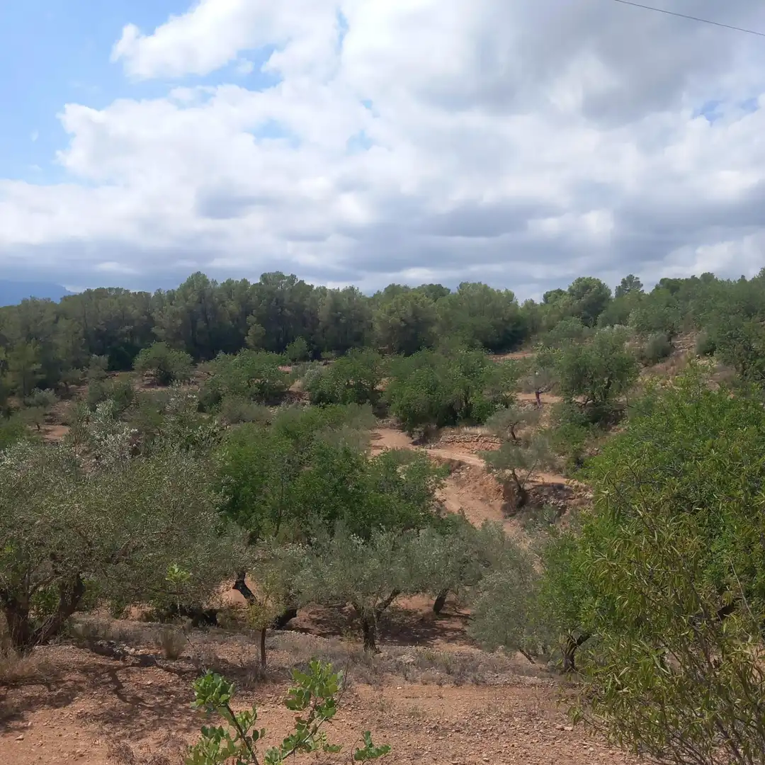 Terrain rustique à vendre à Bítem, imagen 3