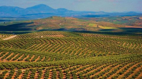 Photo 2 of House or chalet for sale in Villanueva del Ariscal, Sevilla