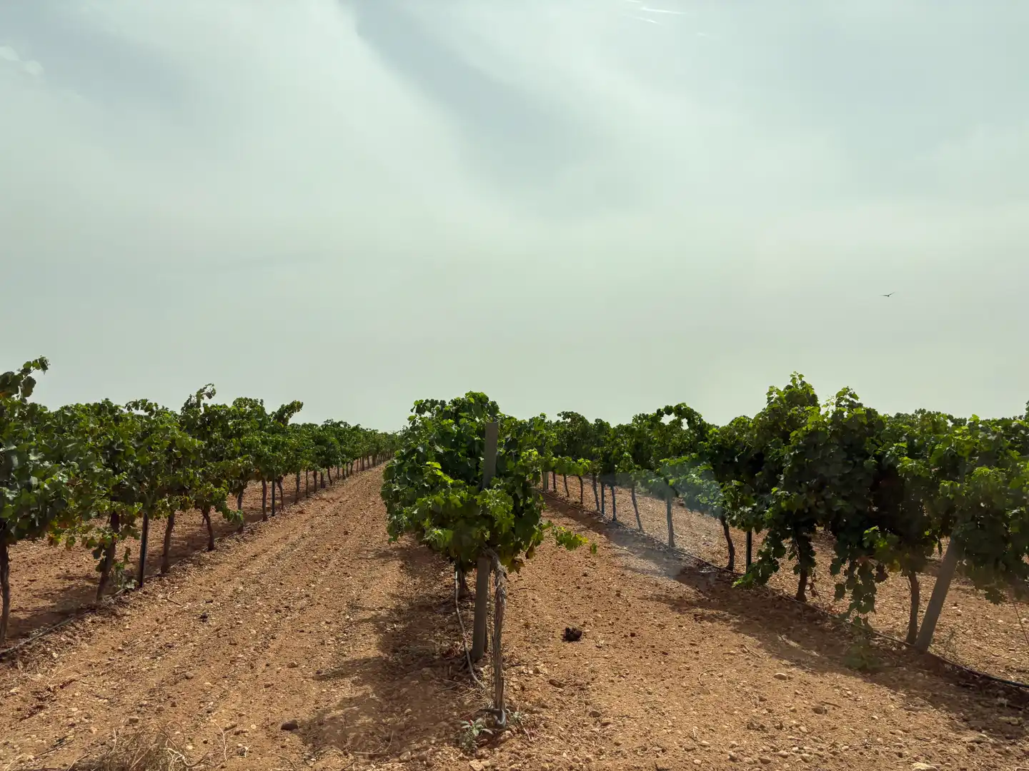 Terreno rustico in vendita a N/A, imagen 23