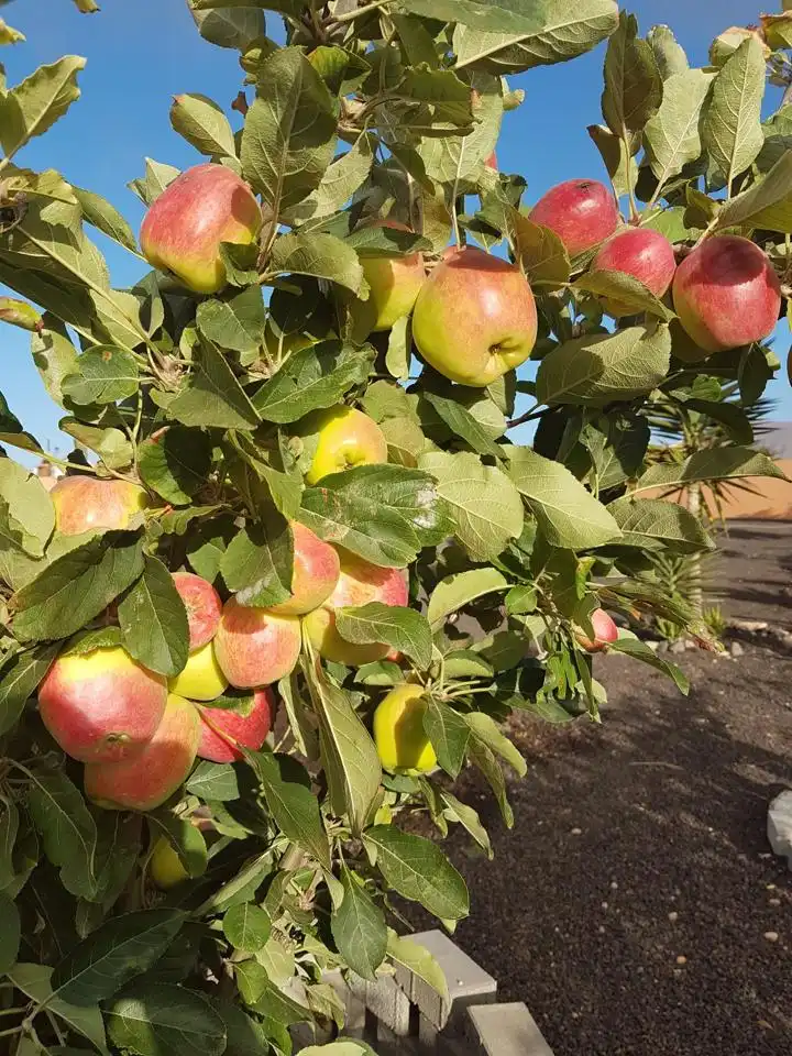 Jardí de Casa o xalet en venda en Puerto del Rosario