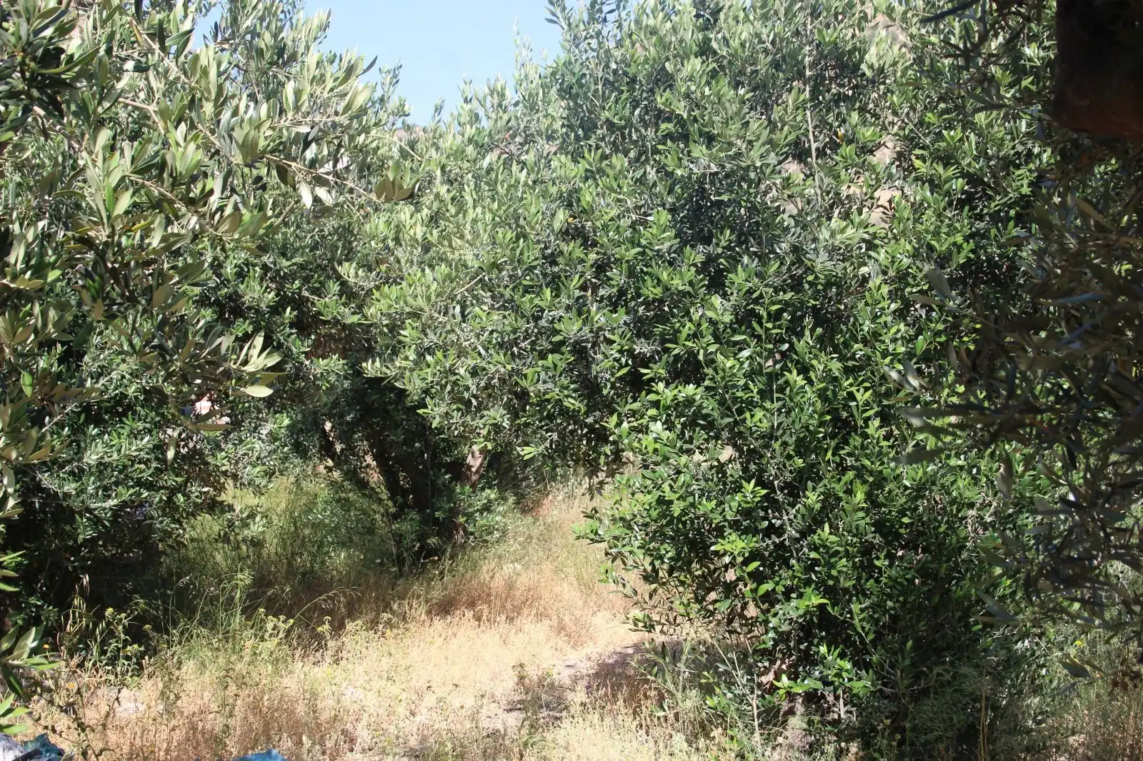 Grundstücke und Bauplätze zum Verkauf in Lanjarón, imagen 6
