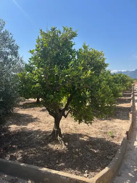 Rural land for sale in Carrer del Pou, imagen 15