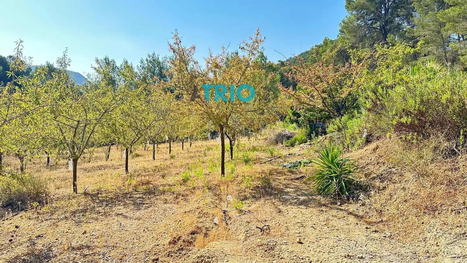 Terreno rustico in vendita a Algaida, imagen 3