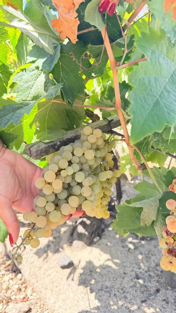 Vista exterior de Finca rústica en venta en Arona pueblo