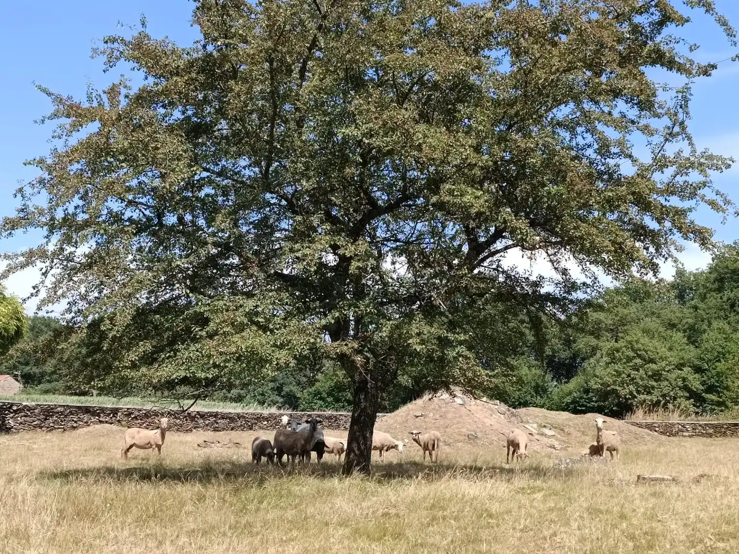 Finca rústica en venda a Lalín, Lalín