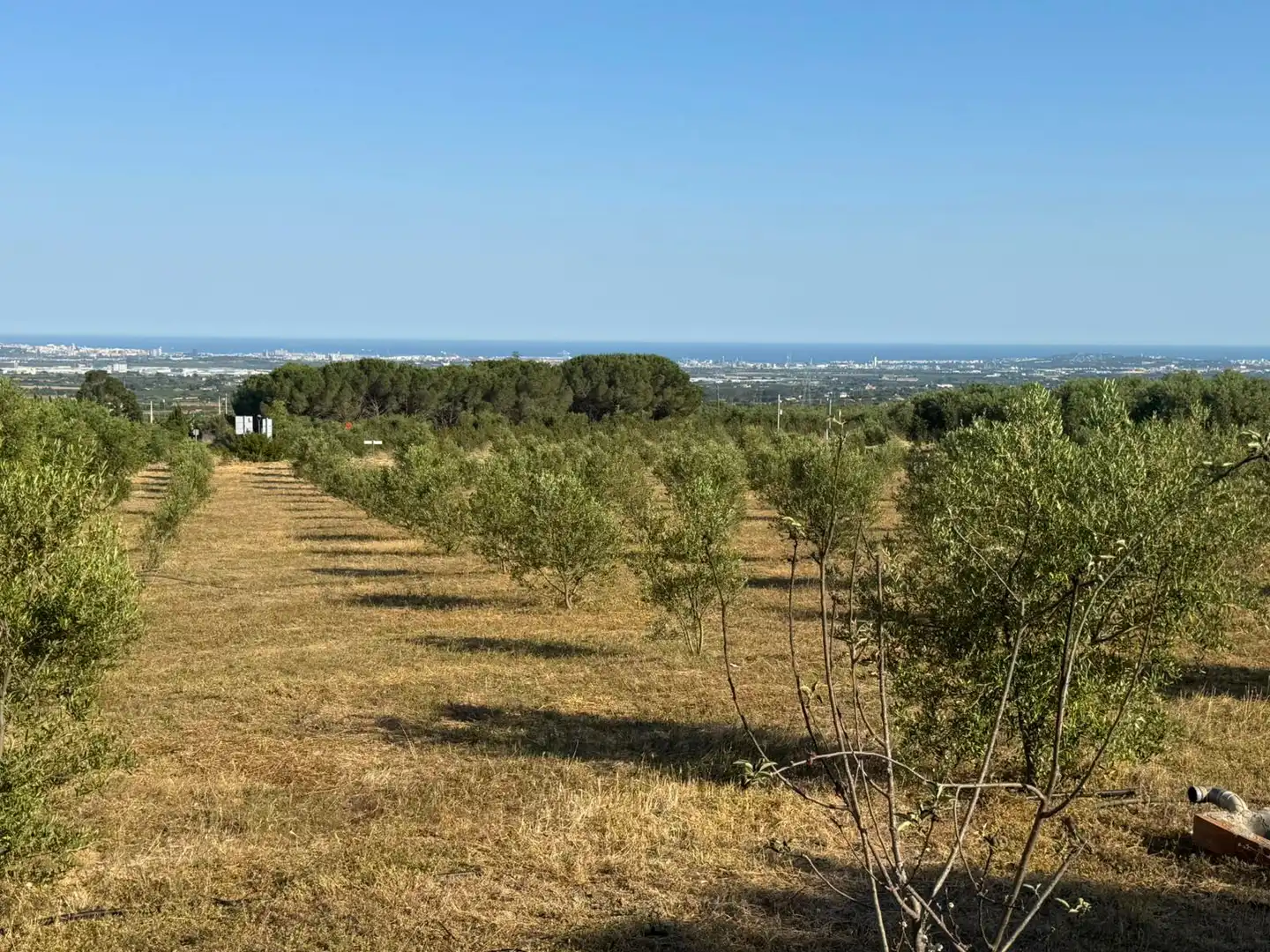Terrain rustique à vendre à La Selva del Camp, imagen 9