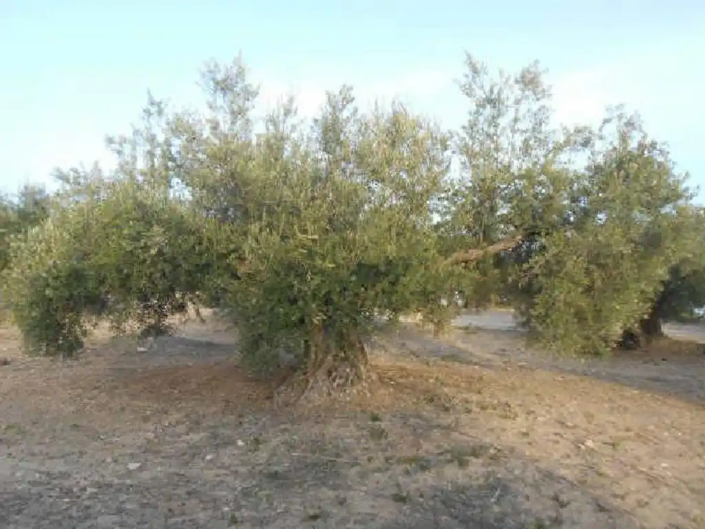 Terreni e lotti in vendita a Martos, imagen 2