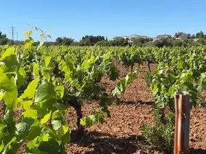 Vista exterior de Terreno en venta en Santa Oliva