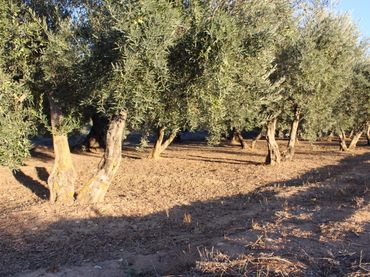 Casa rústica en venda a Villa de Otura