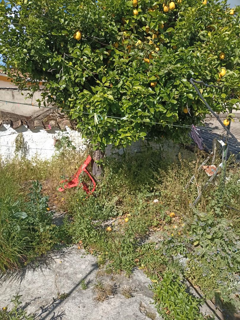 Jardí de Casa o xalet en venda en Guadalcázar amb Jardí privat, Piscina i Moblat