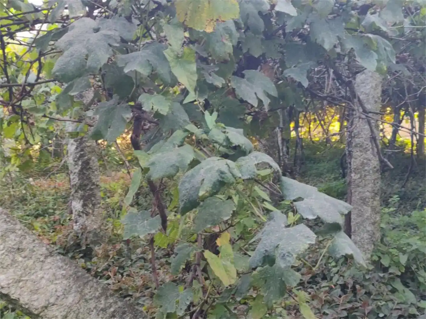 Pis en venda en Marín amb Jardí privat
