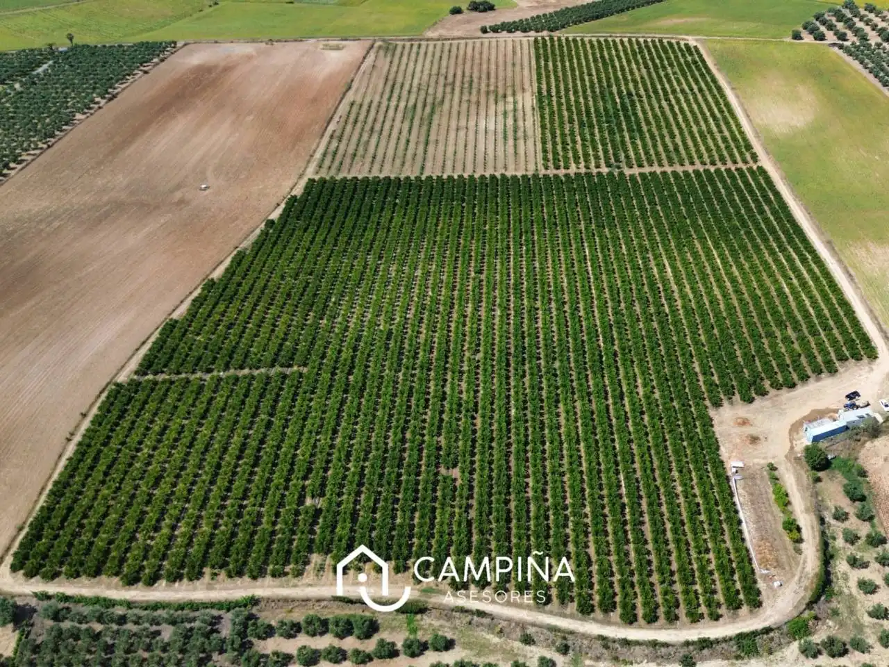Terrenos y solares en venta en Carretera Nacional 431, imagen 3